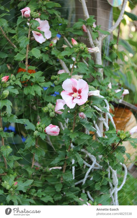 Rosa Blüte im Grünen Pflanze grün Natur Flora blühen Garten Blume Blatt
