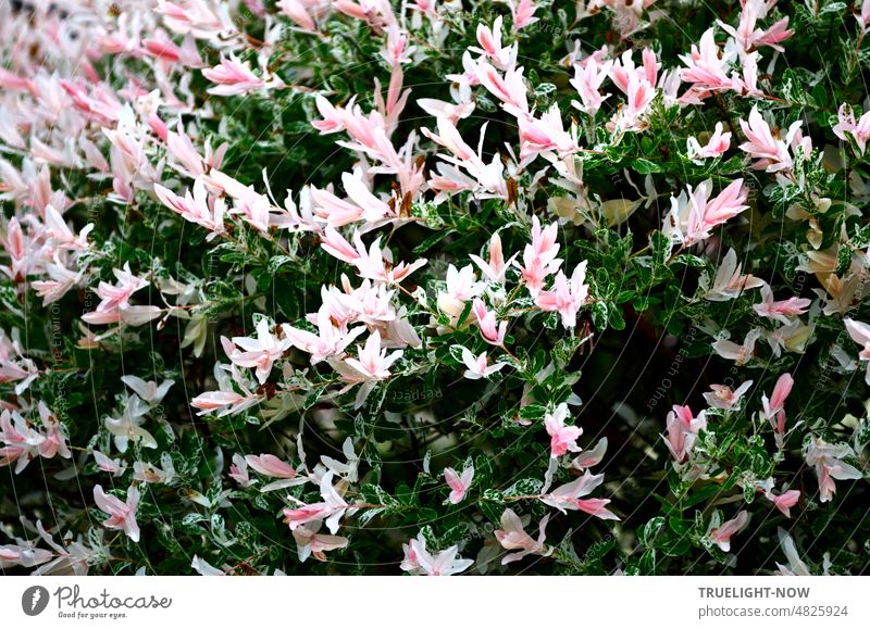 Rosa Blüten Explosion mit etwas Grün im Mai, Harlekin-Weide, ein blühender Strauch im Garten pastell hellrosa Busch Pflanze dekorativ leuchten Maienlust Blumen