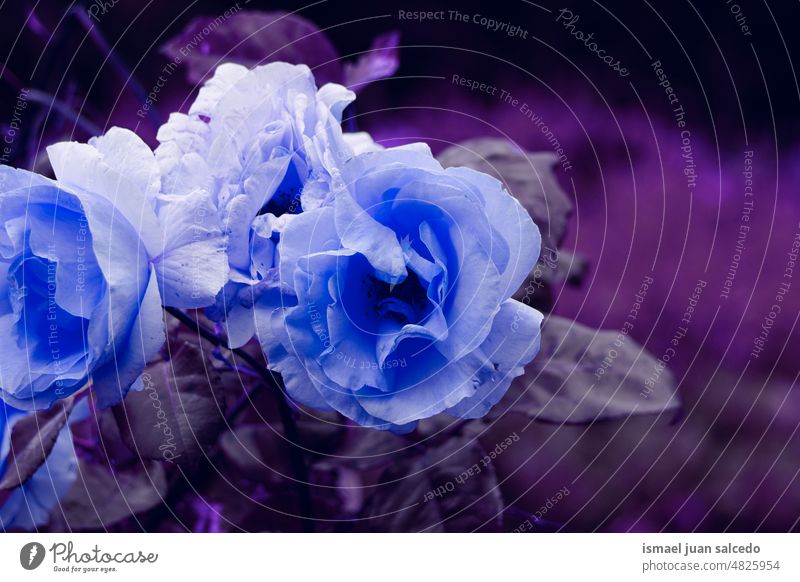 romantische blaue Blume im Garten in der Wintersaison Blütenblätter blaues Blütenblatt Pflanze geblümt Flora Natur natürliches Licht dekorativ