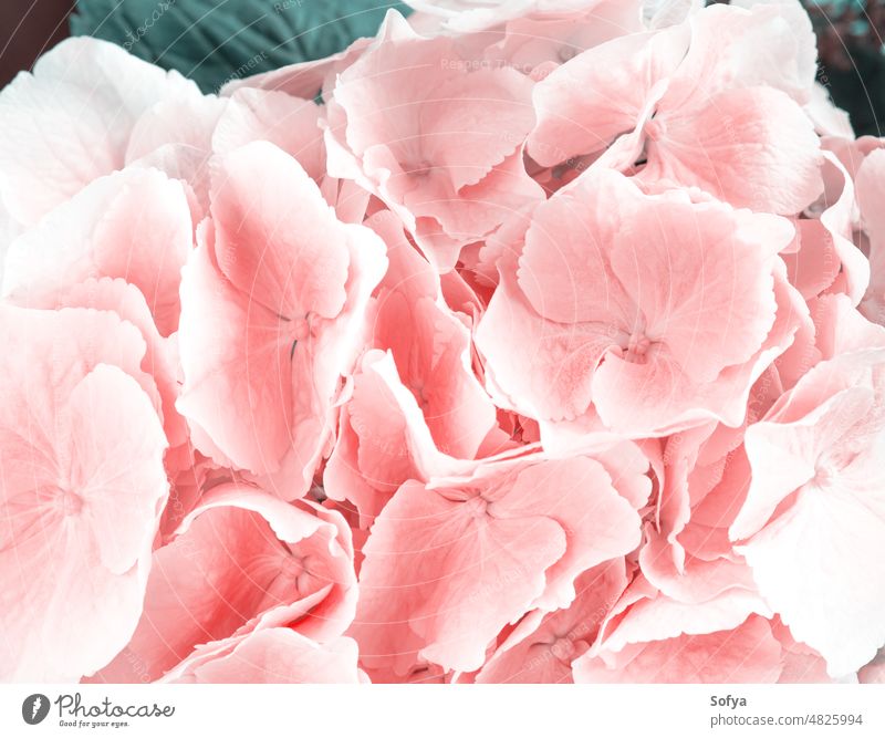 Rosa hortensia Blumen Nahaufnahme Textur Grußkarte Blumenstrauß Hortensien Haufen rosa Geburtstag Pastellfarbe Hochzeit Muttertag geblümt Natur Frühling
