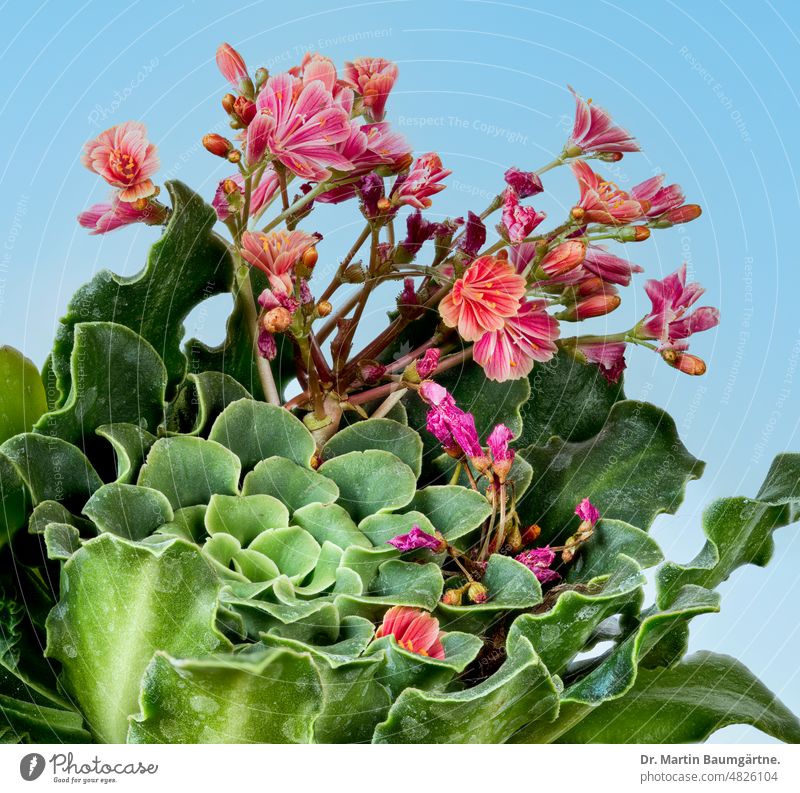 Lewisia cotyledon, Bitterwurz, Pflanze mit Blüten, Montiaceae (Quellkrautgewächse) Rosette sukkulent Sukkulente Blütenstand Caudexpflanze