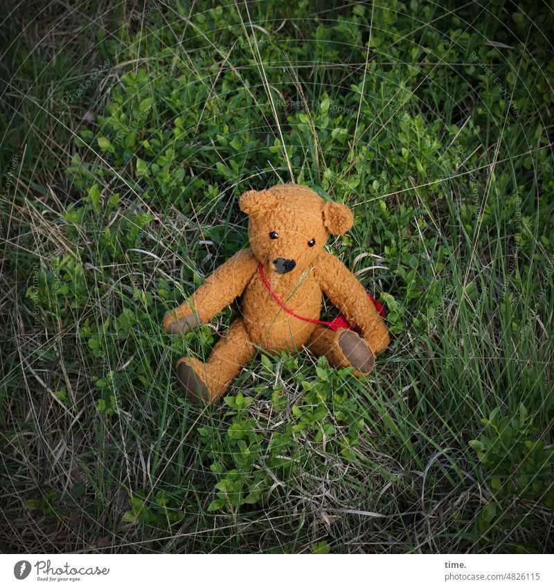UrbanNature HB | Bärin auf Reisen stoffbär teddybär Kuscheltier wiese sitzen Kinderspielzeug Umhängetasche gras allein ausruhen warten schauen Kindheit