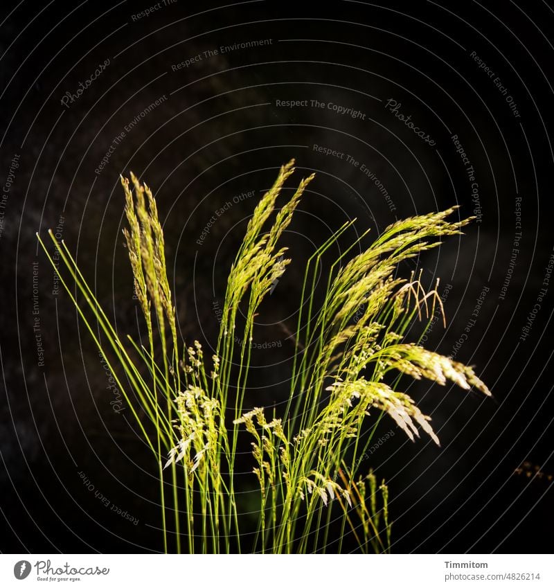 selbdritt Gräser grün Hintergrund dunkel Pflanze Mehrfachbelichtung drei Natur Licht Umwelt Menschenleer Farbfoto Ähren Stängel
