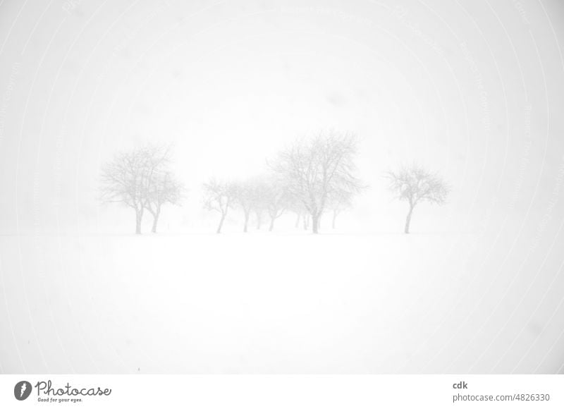 Winter | dichtes Schneetreiben | Bäume in Sicht. weiß schemenhaft nebelig angedeutet zart hell echt Kälte kalte Jahreszeit dichter Schneefall Schneeflocken