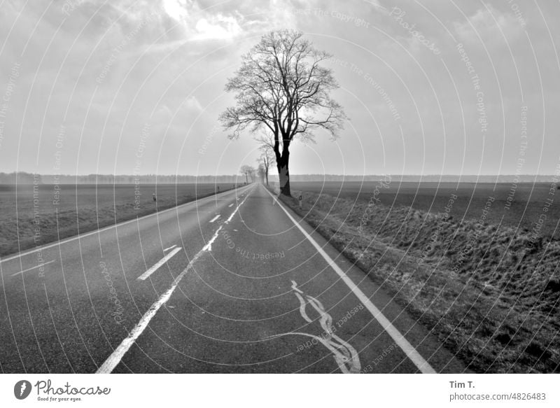 eine leere Allee mit einem Baum Straße Wege & Pfade Landschaft Natur Außenaufnahme Menschenleer Himmel Straßenverkehr Brandenburg s/w Tag Verkehrswege