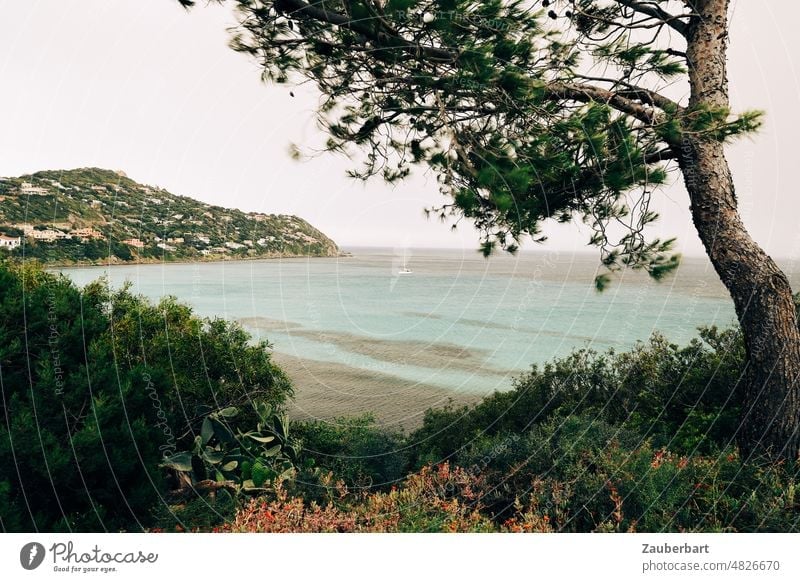 Bucht auf Sardinien mit Segelboot, Kiefer im Vordergrund, Meer Büsche See Mittelmeer Ferien & Urlaub & Reisen Küste Wasser Landschaft Sommer Insel