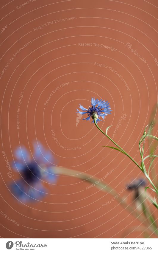 Kornblumenblau auf roten Grund Blumen Wildblume rote wand zu Hause verträumt Froschperspektive Licht und Schatten kornblumen Pflanze natürlich natürliches Licht