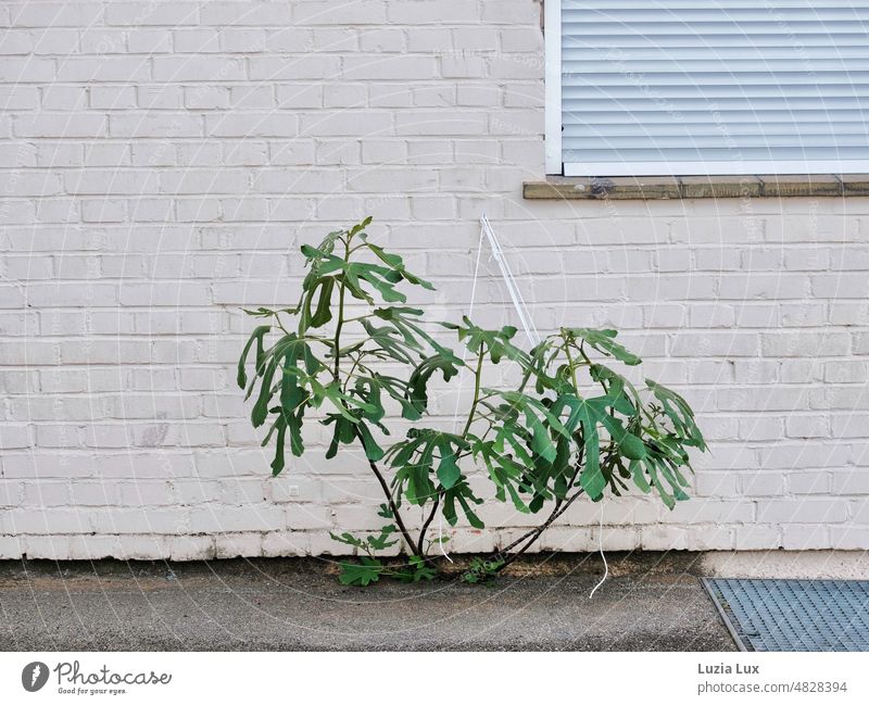 Lauf nicht weg: Ein grüner Strauch wächst aus einer Ritze vor dem Haus, er wurde angebunden. Unkraut Wildwuchs Wand Hauwand Backstein Fassade Strick immergrün
