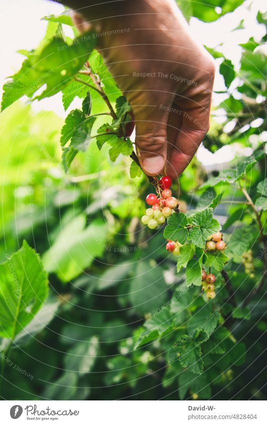 Johannisbeeren mit der Hand aus dem Garten pflücken Obst ernten rot selbstversorger lecker gesund Vitamine Sommer