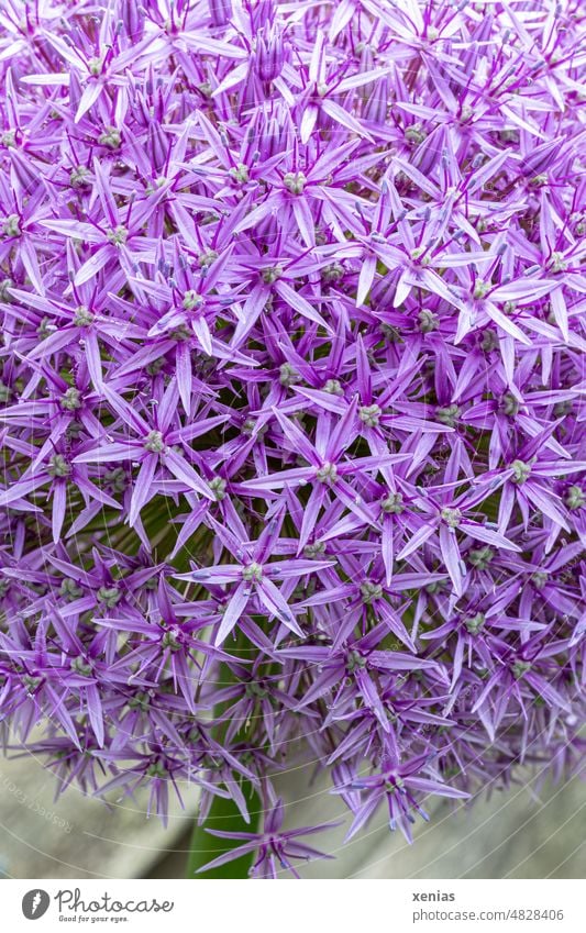 Filigran - Allium giganteum Blume Blüte Blüten Sternlauch violett lila Sternchen Pflanze Garten Frühling Blühend Zierlauch schön Nahaufnahme Makroaufnahme
