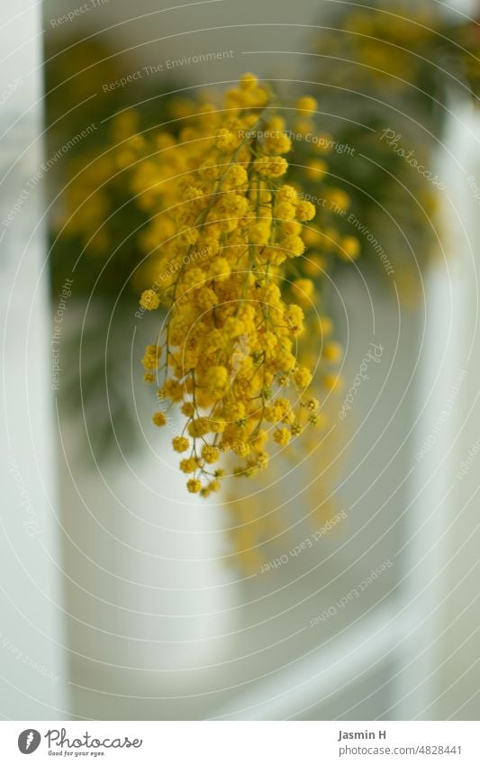 Mimose Mimosenzweig Farbfoto Natur Pflanze Menschenleer Blüte natürlich gelb Blume Schwache Tiefenschärfe Blühend Tag weißer Hintergrund