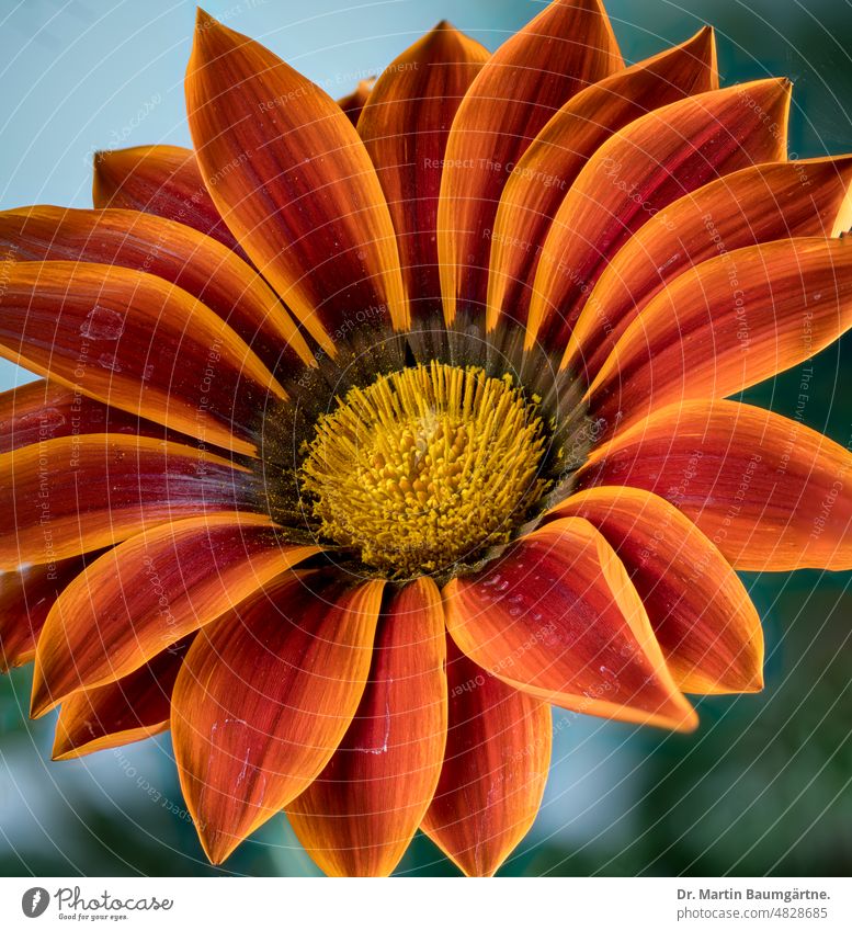 Gazania, großer orangefarbiger Blütenstand; Kapmargerite Gazanie Pflanze Blume Panorama aus Südafrika frostempfindlich Korbblütler Asteraceae Compositae