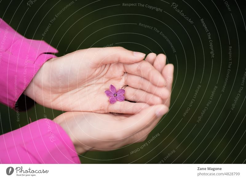 Fliederblüte mit 5 Blütenblättern in den Händen einer Frau Fliederbusch Natur rosa violett Blühend Frühling sanft Erde Schutz behüten Glücksbringer Wunsch
