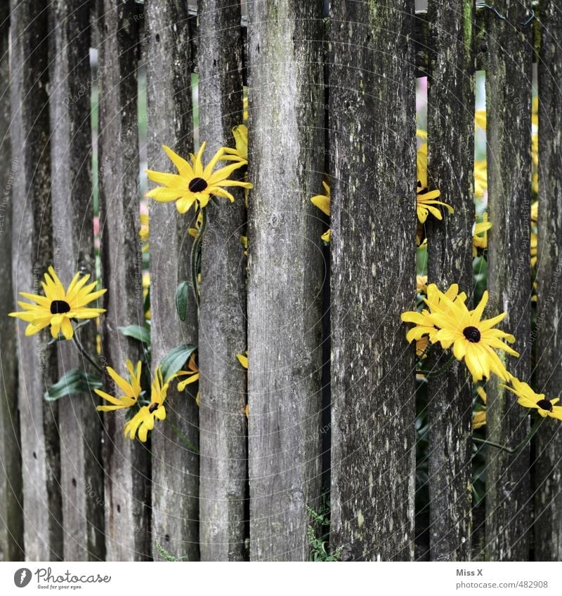 Durchbruch Garten Sommer Herbst Blume Blühend Duft Wachstum stark gelb Gefühle Stimmung Tugend Tapferkeit Erfolg Kraft Willensstärke Hoffnung gefangen
