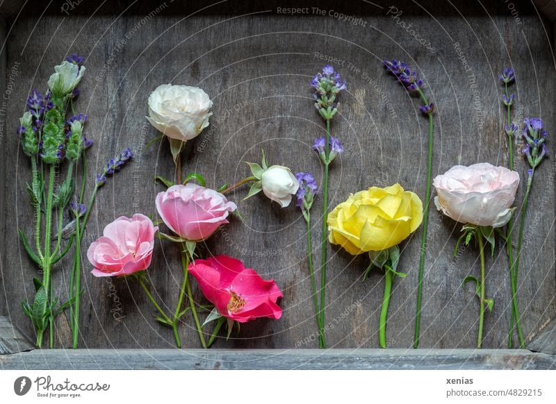 Blüten von Rosen und Lavendel stehen aufrecht in einer Kiste aus Holz Blumen Lavendelblüte Stengel Duft gelb rosa lila violett blühend natürliches Licht gerahmt