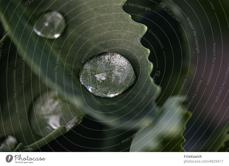 Regentropfen auf einem grünen Blatt Tropfen Wasser Makroaufnahme Nahaufnahme Wassertropfen Pflanze nass Reflexion & Spiegelung Detailaufnahme glänzend