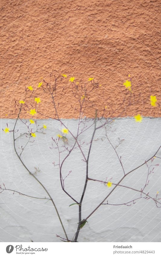Kleine gelbe Blüten an einer grau-rostfarbenen Hauswand Wildpflanze rauhputz rostfarbig Pflanze Sommer Farbfoto natürlich Nahaufnahme Blume Stadtnatur