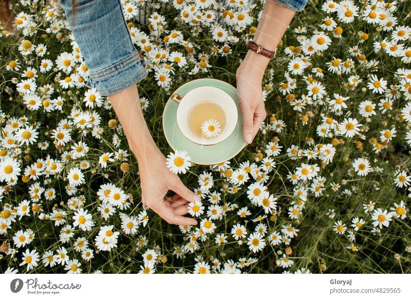 Zwei Hände halten eine mintfarbene Teetasse mit Goldrand und Kamillentee in einem Kamillenblütenfeld Blumenwiese kamillentee Frühling Frühlingsblume Jeansjacke