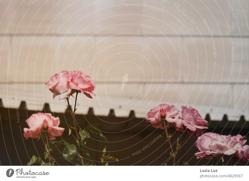 Rosa Rosen im Sonnenschein vor einer schäbigen Fassade sonnig Licht Wand beige grau blühend schön Blühend Blüte Natur Frühling rosa Blüten Zweige rosig Blume