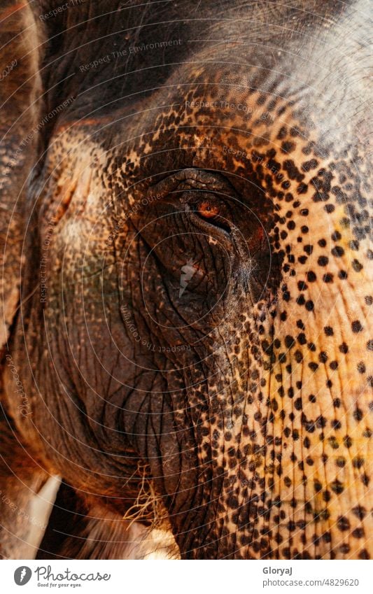Das Auge des Elefanten Gedächtnis Tiergesicht Elefantenauge Elefantenhaut Farbfoto Tierporträt Nahaufnahme braunes Auge