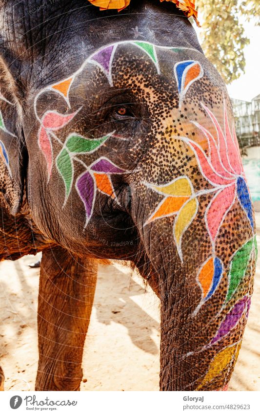 Elefantenauge mit gemalten Blumen Gedächtnis Tiergesicht Elefantenhaut Farbfoto Tierporträt Nahaufnahme Auge braunes Auge Indien Indischer Elefant