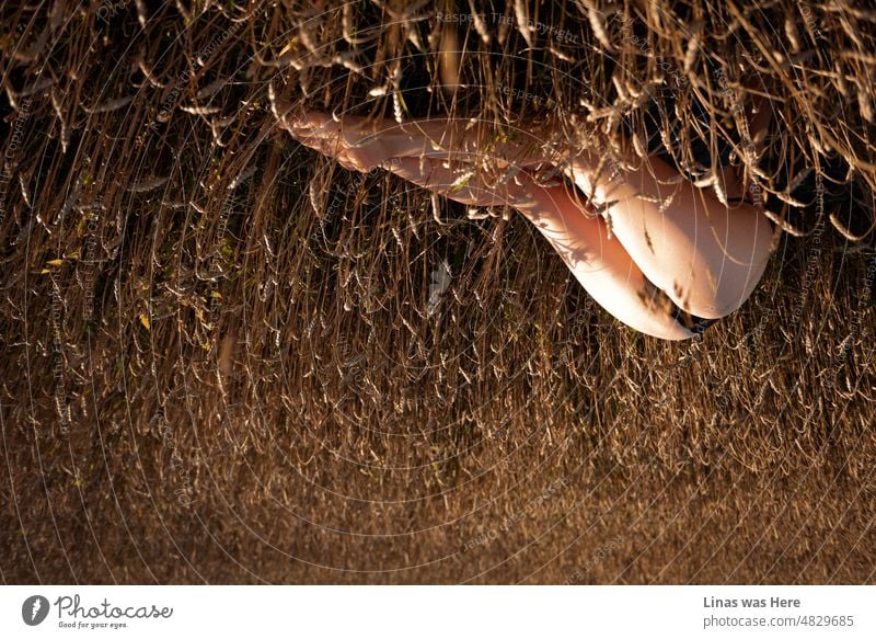 Ein warmes Bild von einem sonnigen Sommerabend. Natürlich ist es auf den Kopf gestellt, es sind goldene Getreidefelder und ein sexy Dessous-Modell. Es ist unmöglich, diese hübschen Beine zu verstecken, selbst in der wilden Natur.