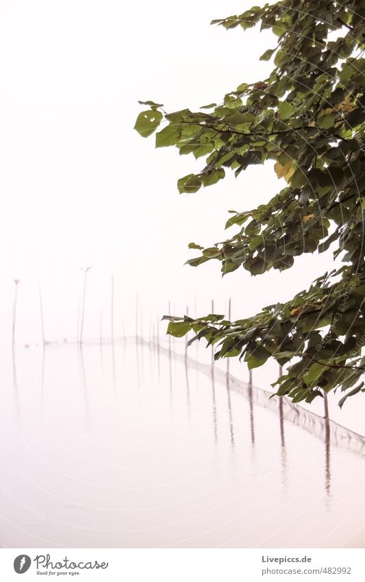 Müritzufer Umwelt Natur Landschaft Wasser Herbst Nebel Pflanze Baum Blatt Wildpflanze Seeufer kalt nass natürlich geduldig ruhig Idylle Farbfoto Außenaufnahme