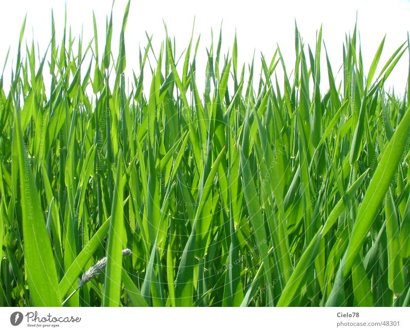 Grass Feld grün Schilfrohr Blatt Stengel grass Natur Rasen