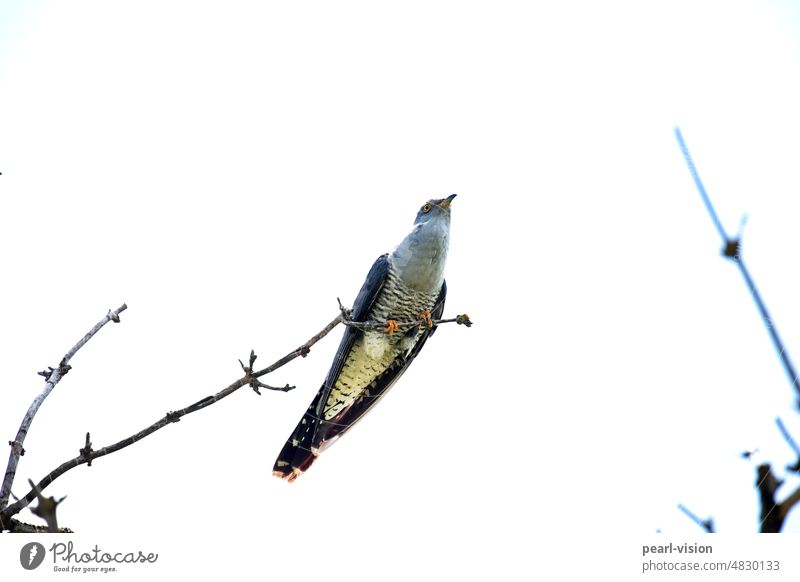 Kuckuck Vogel Vogelbeobachtung Ornithologie Ganzkörperaufnahme Menschenleer Außenaufnahme Farbfoto Feder Singvogel Tierwelt Ast von unten Wildtier natürlich