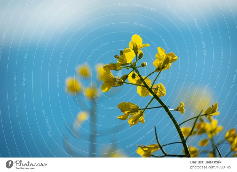 Ein gelb blühender Rapsstängel vor blauem Himmel Blume Stengel Vorbau Natur Wachstum Ackerbau Pflanze im Freien Blüte Ölraps keine Menschen Fotografie Frische