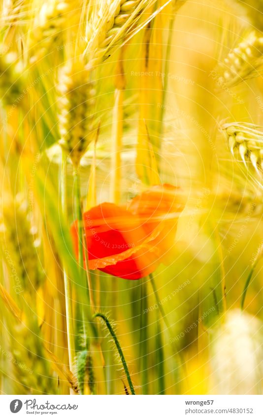 Farbtupfer|Nahaufnahme einer Mohnblüte im Kornfeld solitär Getreide Getreidefeld Sommer sonnig Feld Natur Pflanze Außenaufnahme Farbfoto Menschenleer