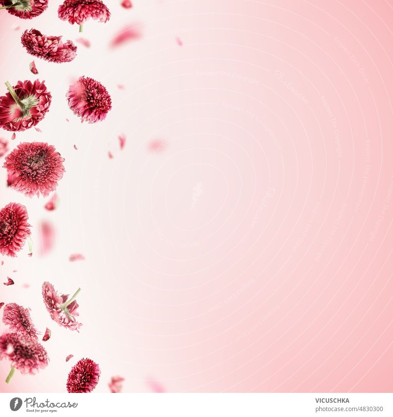Floraler Rahmen mit fliegenden rosa Blumen auf hellem Hintergrund. geblümt Licht Borte gemacht schön fallend Blütezeit Design blüht Postkarte Chrysantheme