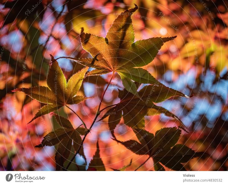 Ahornblatt Ahornzweig Schatten Schattenspiel Baum Pflanze Sonne Licht