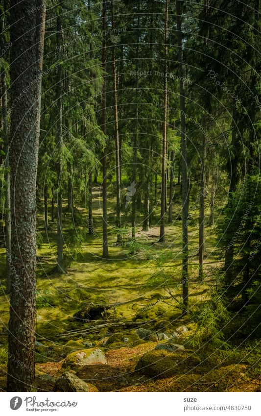 Waldbühne Nadelbäume Bäume Schweden Natur Naturschutzgebiet grün Umwelt Menschenleer Nadelwald Landschaft Außenaufnahme Pflanze Moos Moosteppich Skandinavien