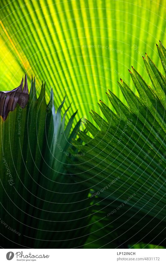 CR VI. Sonnenschutz in Costa Rica Blätter Blätterdach Pflanze Naturschutz Umwelt sonnenschutz Umweltschutz Lichtschein Licht und Schatten Durchsicht struktur