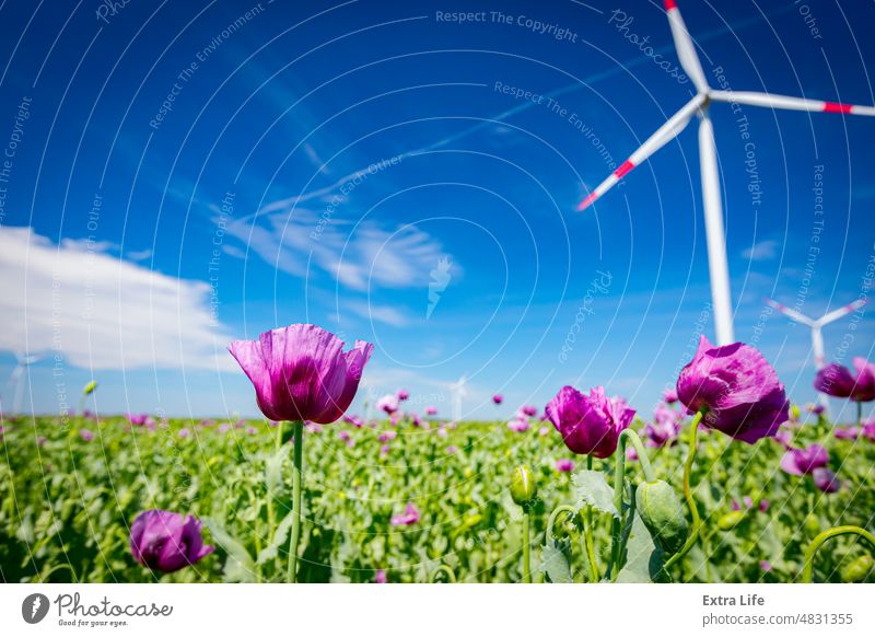 Blick auf junge grüne Mohnköpfe und -blüten, Windmühle, Windgenerator, Turbine im Hintergrund Ackerbau alternativ Blütezeit Überstrahlung Kapsel Karpel