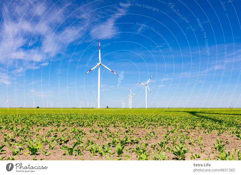 Blick auf ein kleines Sojabohnenfeld mit Windmühlen, Windgenerator und Turbine im Hintergrund Ackerbau alternativ Bohne Müsli wolkig Ernte Öko ökologisch