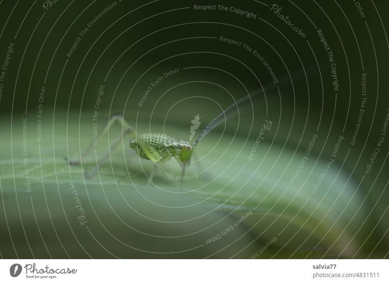 kleiner Grashüpfer sitzt auf einem Blatt Natur grün Insekt filigran Makroaufnahme Tier Tierporträt Schwache Tiefenschärfe Pflanze Farbfoto 1 Hintergrund neutral