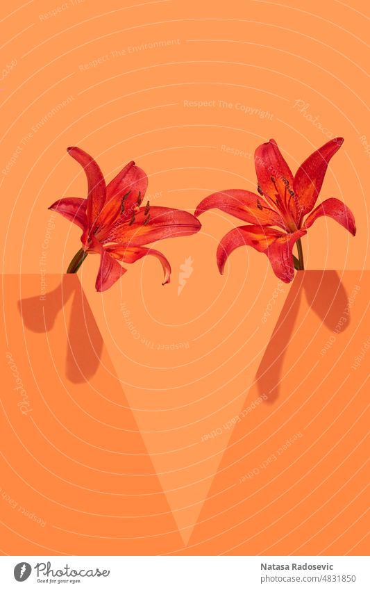 Lilienblüten auf orangefarbenem Hintergrund. abstrakt Konzept Tapete Sommer Zusammensetzung sehr wenige Muster Collage Zeitgenosse Rechteck Ästhetik Kunst