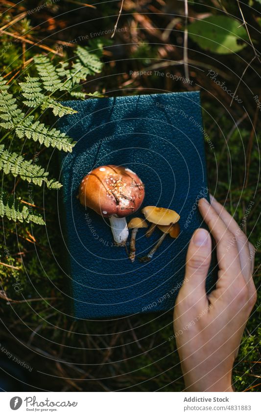 Anonyme Person in der Nähe von Fliegenpilzen, die im Wald auf einem Buch wachsen Amanita Muscaria Notebook Pilz Hand Journal lernen Gift Herbst Wälder Saison