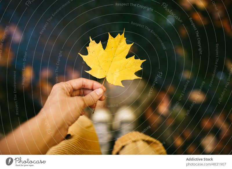 Anonyme Frau zeigt trockenes Ahornblatt im Park Blatt Hand Herbst sorgenfrei Person trocknen Laubwerk Natur fallen genießen Spaß zeigen Pflanze Körperteil