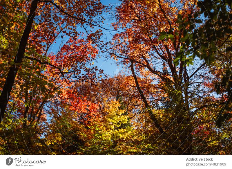 Waldbäume mit gelben Blättern Baum Wälder Natur Herbst Waldgebiet Pflanze vegetieren Laubwerk Kofferraum üppig (Wuchs) Umwelt Landschaft Wachstum farbenfroh