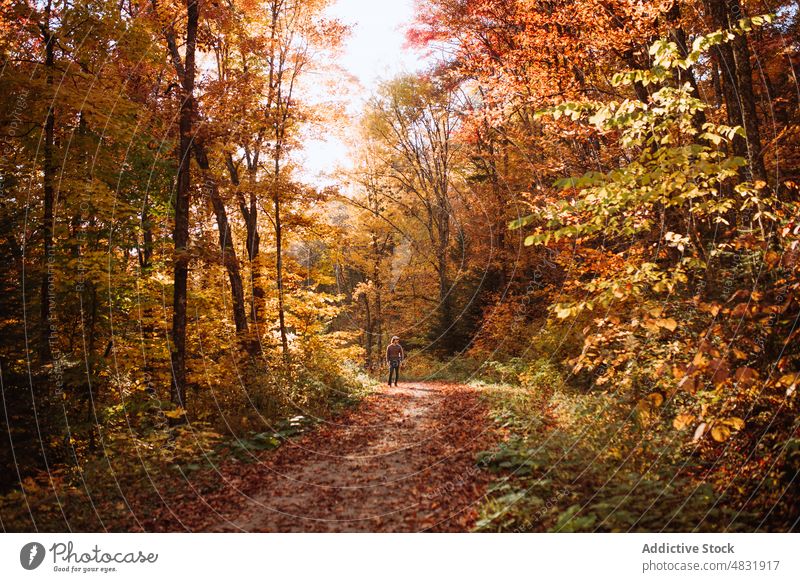 Mann geht im Herbstwald spazieren Wald Wochenende Baum Oberbekleidung positiv Natur stehen Spaziergang männlich Waldgebiet Saison fallen Landschaft Wälder