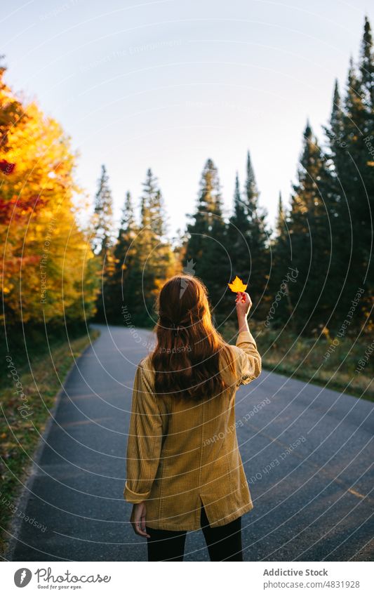 Anonyme Dame zeigt Herbstblatt auf der Straße während eines Ausflugs bei Sonnenuntergang Frau Blatt zeigen Tourist Ahorn reisen Natur erkunden Wald allein jung