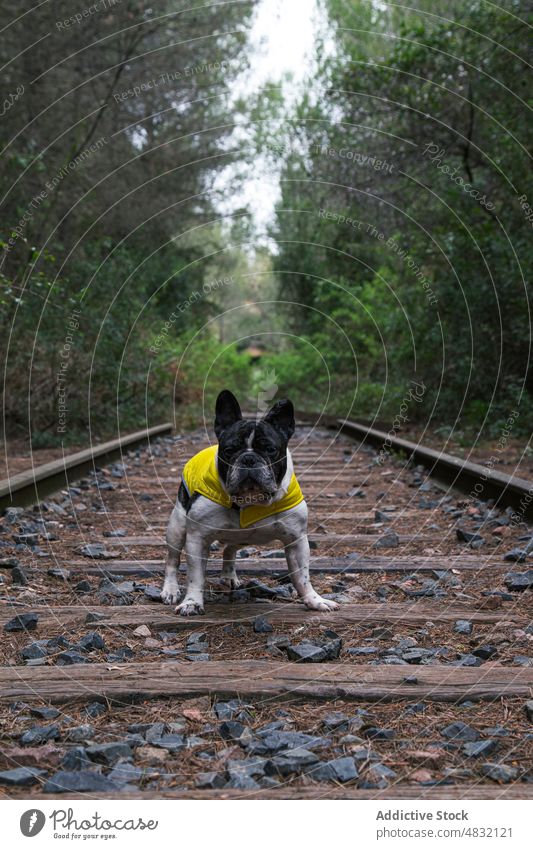 Lustige französische Bulldogge auf alten Schienen Hund Wald Eisenbahn reisen niedlich Mantel Haustier Landschaft Eckzahn Tier heimisch Reinrassig bezaubernd