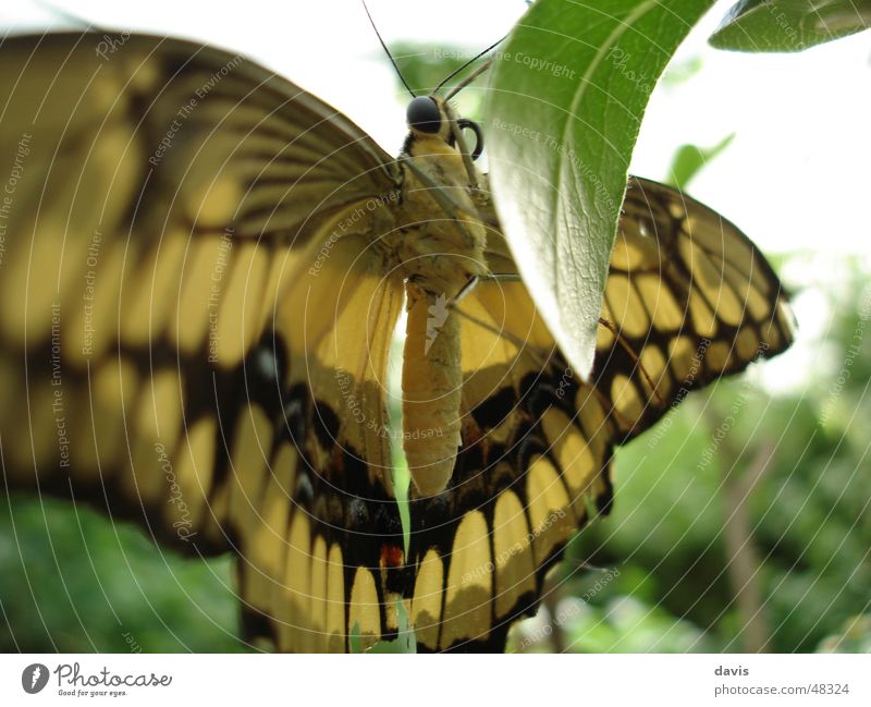 Edelfalter Schmetterling Pflanze gelb schwarz Nahaufnahme fliegen Makroaufnahme fly