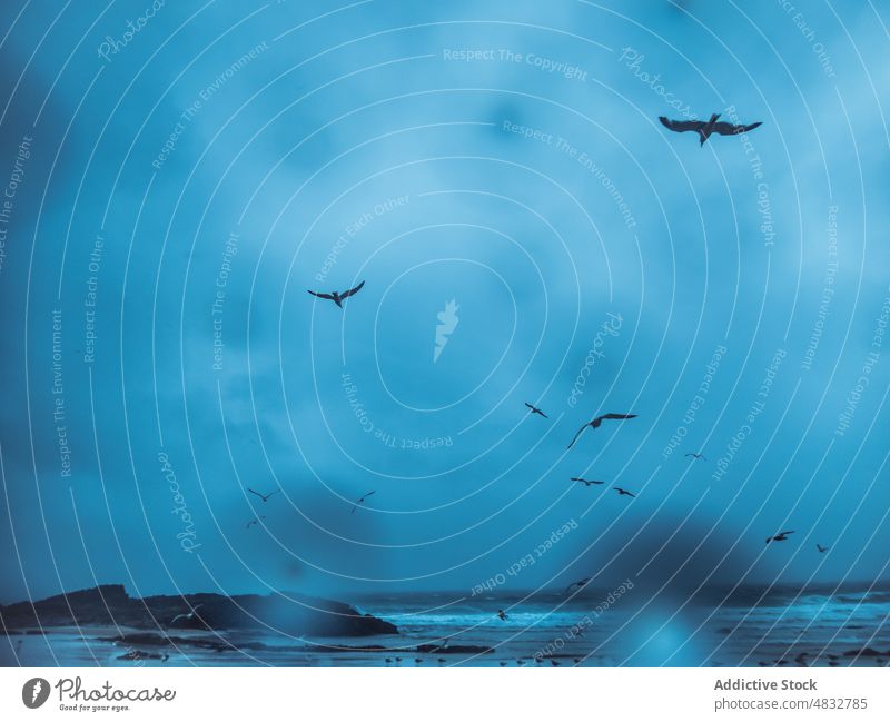 Möwen fliegen bei Regen über den Strand Vogel Fliege Meerwasser sandig Air Meeresufer Landschaft Natur Rippeln Bewegung Wasser Seeküste Tierwelt friedlich