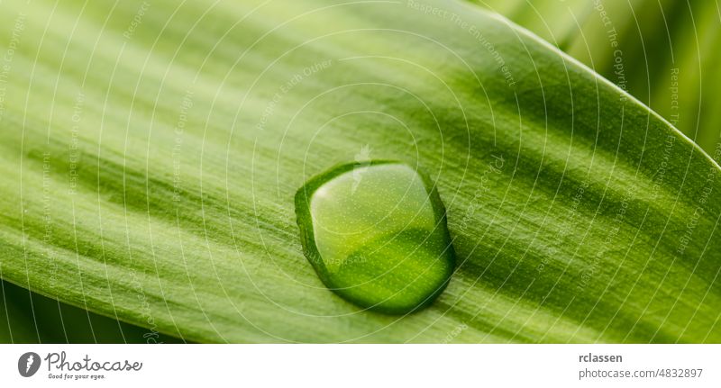 Wassertropfen auf einem Blatt Oberfläche des Blattes Botanik grün Hintergrund Natur Ökologie Pflanze Photosynthese Sommer Struktur Textur Umwelt Ast Tropfen Tau