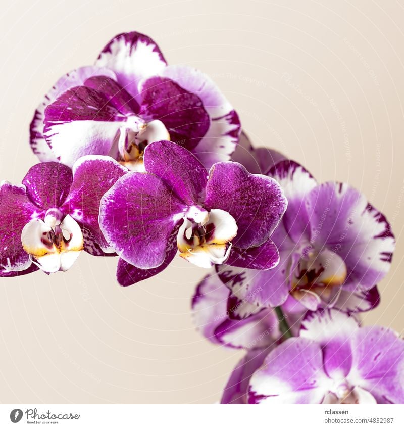 Rosa Orchideenblüten auf braunem Hintergrund Geburtstag Blütezeit Blumenstrauß Ast Blütenknospen Kosmetik Dekoration & Verzierung dekorativ Engagement exotisch