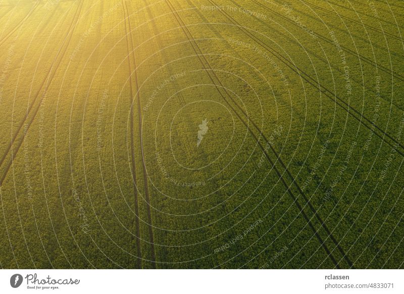 Weizenfeldlandschaft bei Sonnenuntergang. Luftaufnahme Drohne Schuss Feld Top Ansicht Mais Sonnenlicht grün Frühling Gras Landschaft Sommer oben